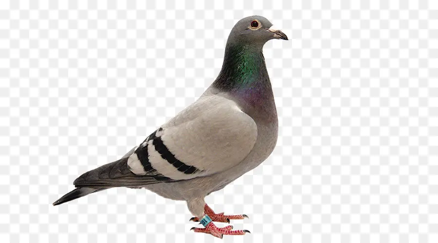 Homing Pigeon，Columbiformes PNG