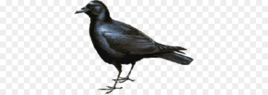 Burung Gagak，Hitam PNG