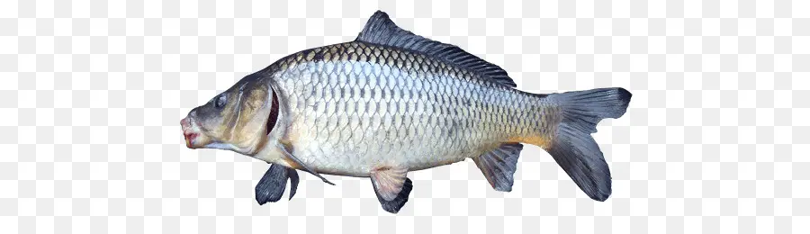 Ikan Mas，Ikan Nila PNG