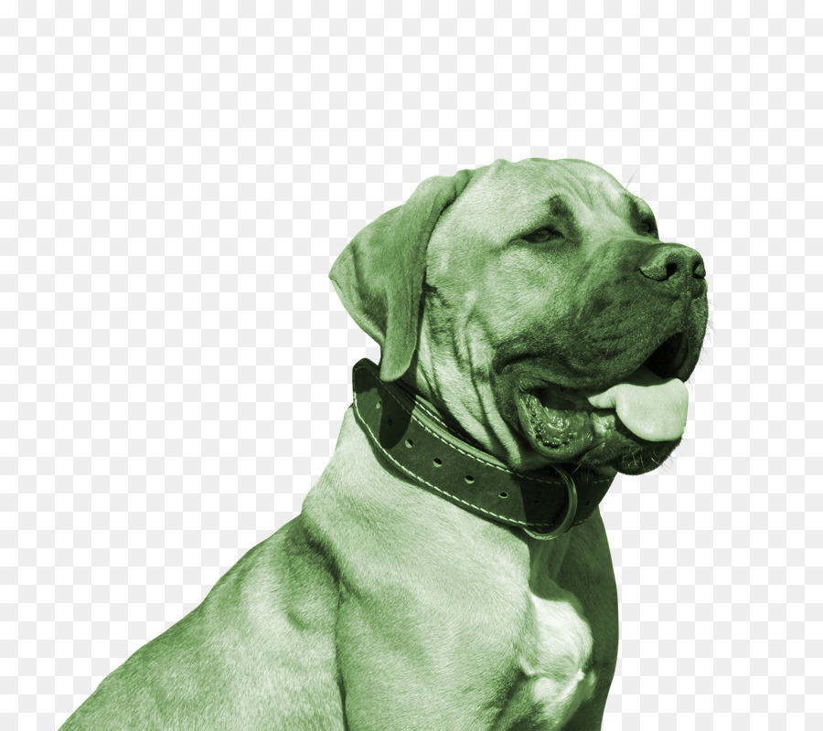 Bulldog，American Pit Bull Terrier PNG