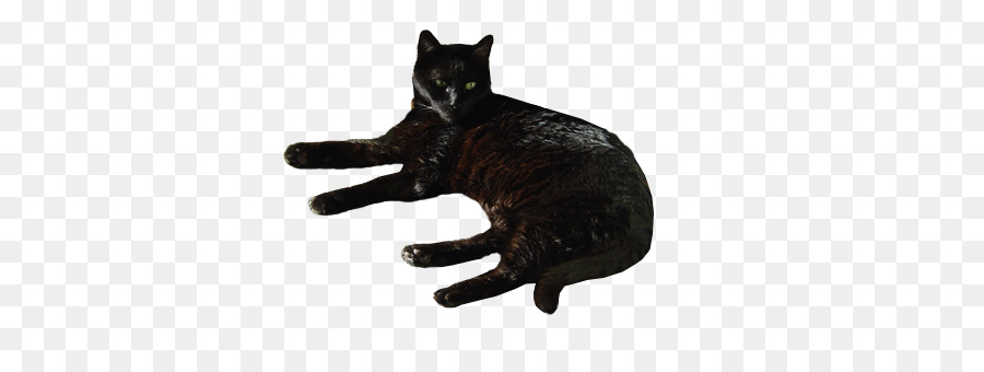 Kucing Hitam，Domestik Kucing Shorthaired PNG
