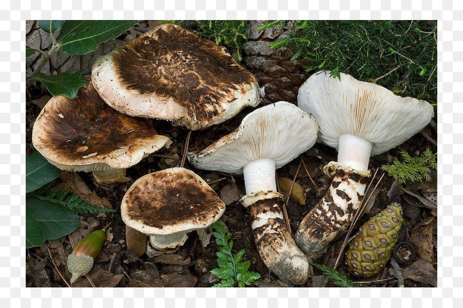 Pleurotus Eryngii，Matsutake PNG