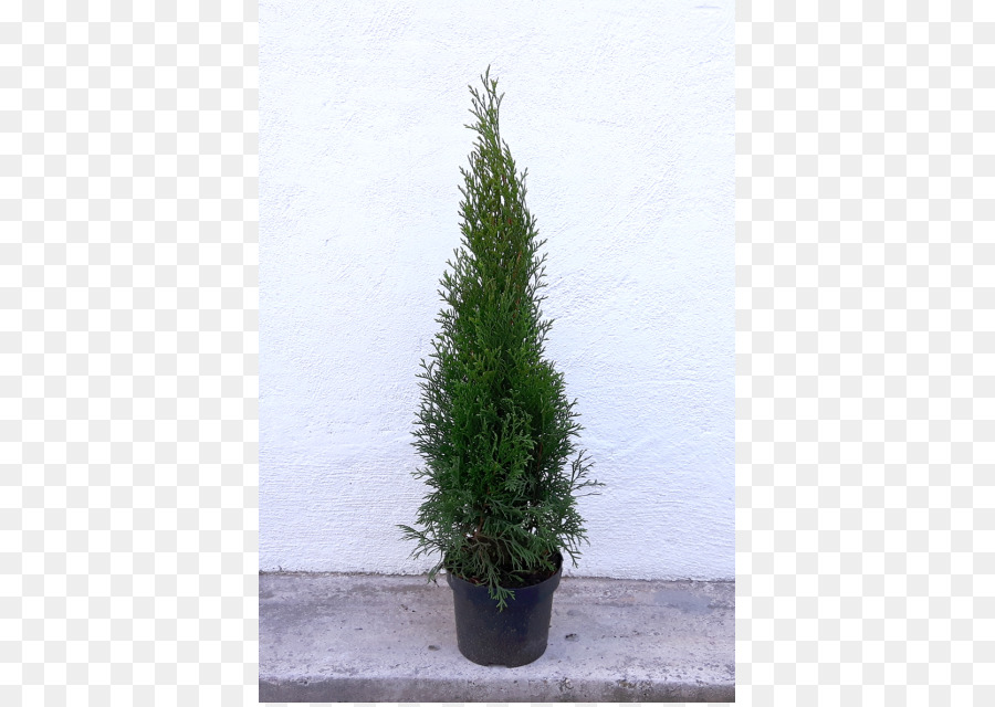 Cemara，Arborvitae PNG