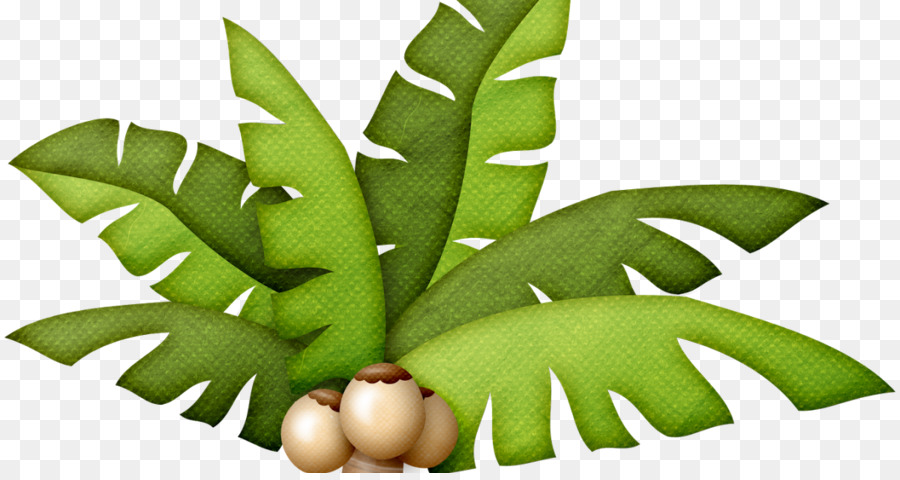 Gambar，Arecaceae PNG