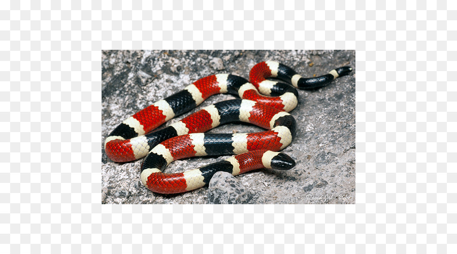 Kingsnakes，Ular PNG