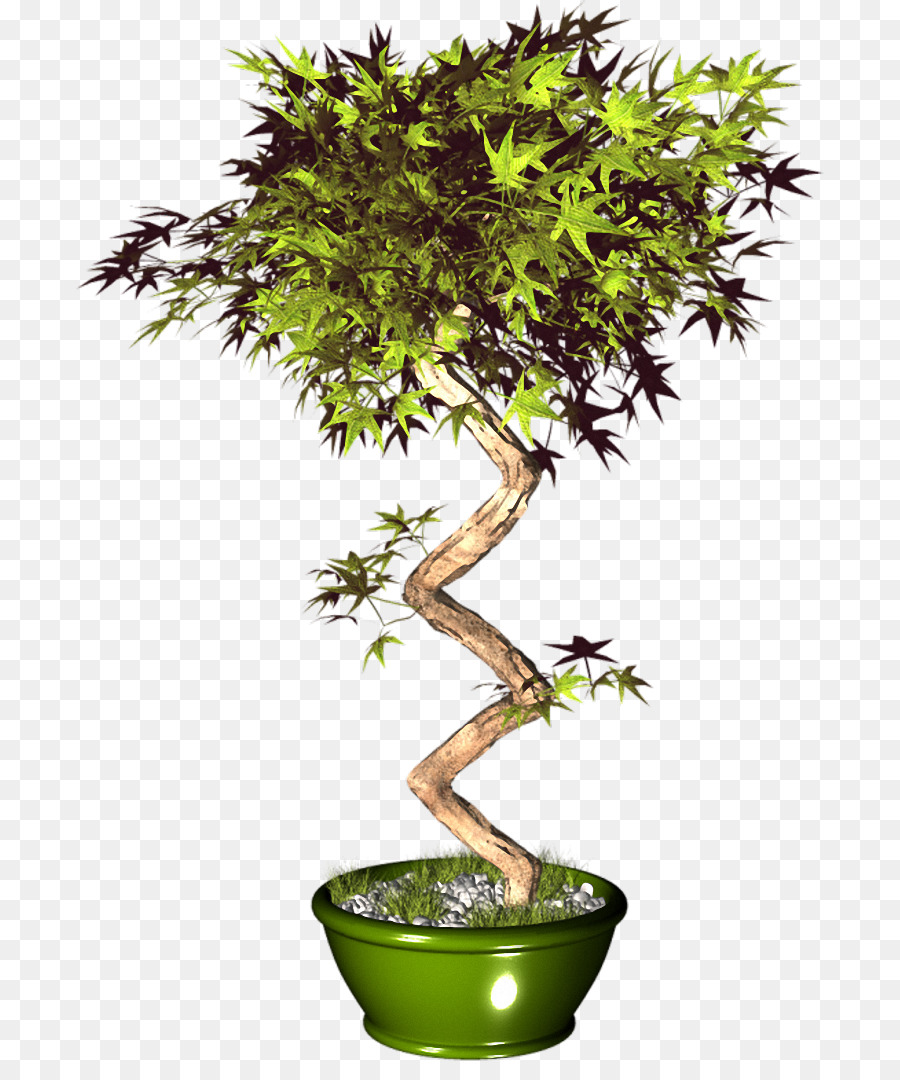 Pohon Bonsai，Pot PNG