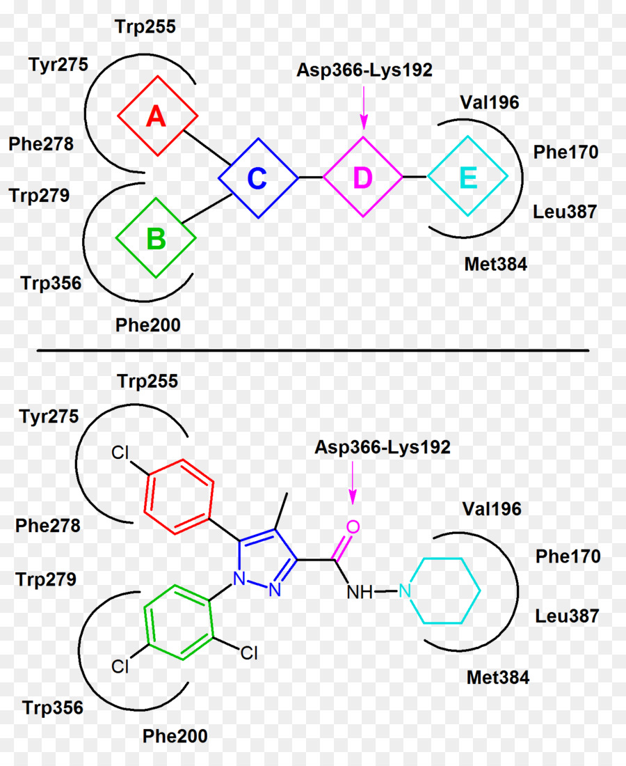 Pharmacophore，Cannabinoid Reseptor Antagonis PNG