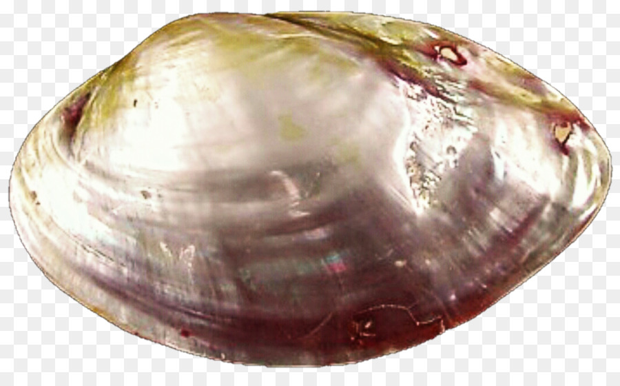 Kerang，Kerang Laut PNG