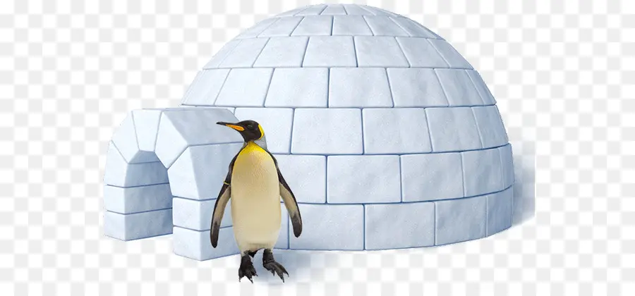 Penguin Dan Igloo，Burung PNG