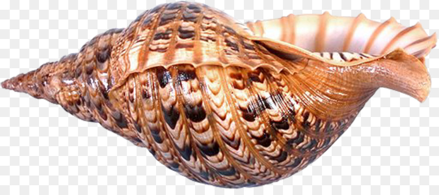 Kerang，Siput Laut PNG