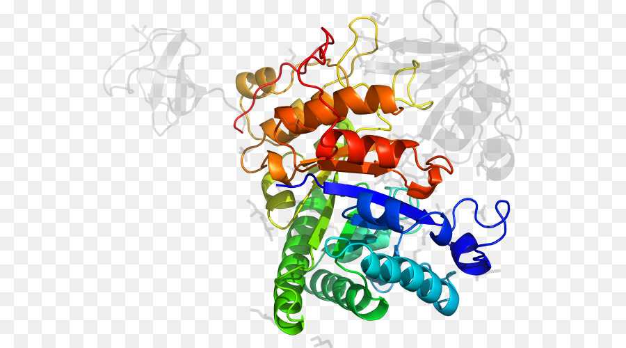 Struktur Protein，Molekul PNG