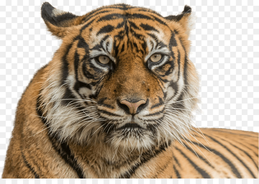 44+ Gambar Setan Harimau HD Terbaru