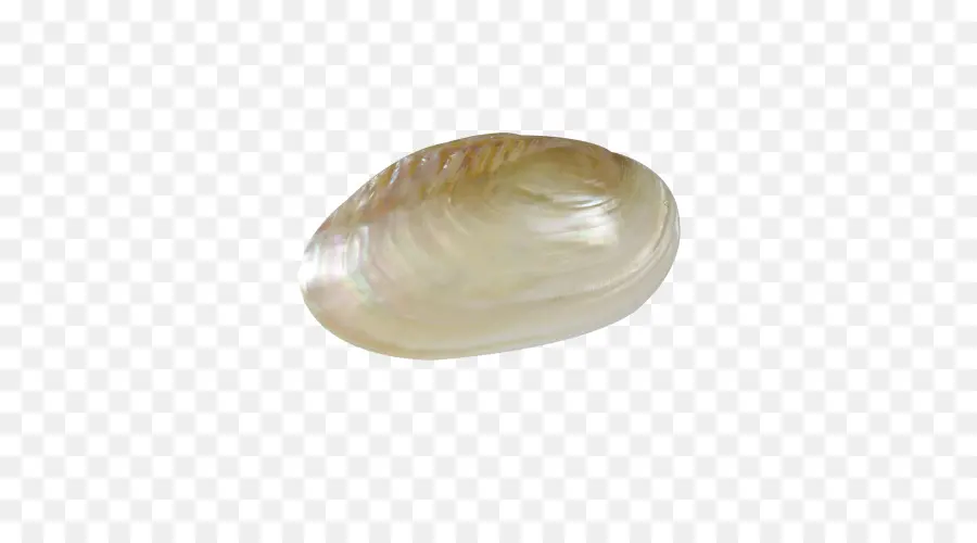 Cangkang Mutiara，Laut PNG