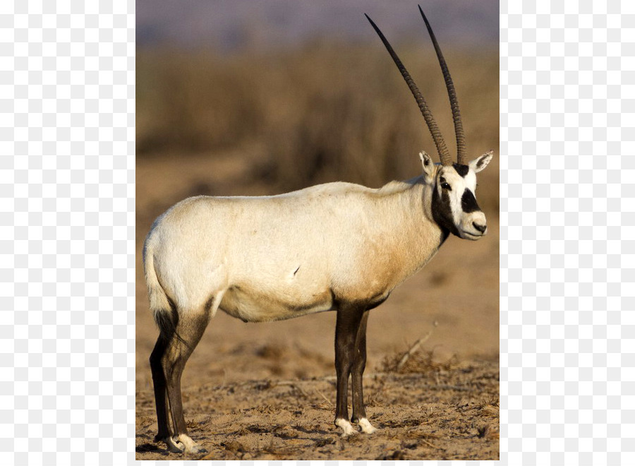 Gemsbok，Oryx Arab PNG