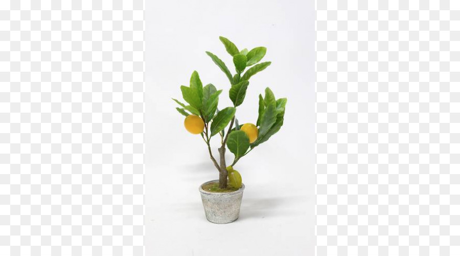 Pot Bunga，Houseplant PNG