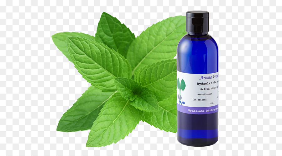 Permen，Mentha Spicata PNG