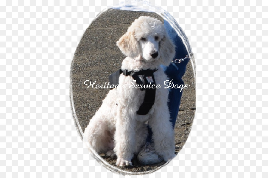 Standar Pudel，Miniatur Poodle PNG