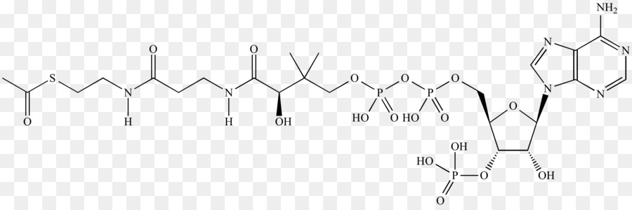 Acetylcoa，Coenzyme A PNG