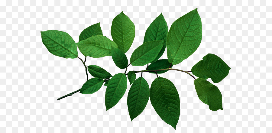 Daun Kari，Herba PNG