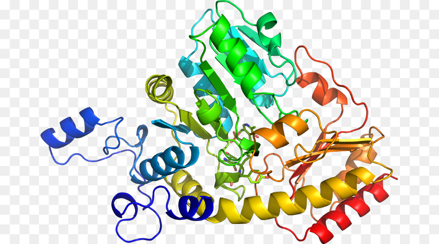 Struktur Protein，Molekul PNG