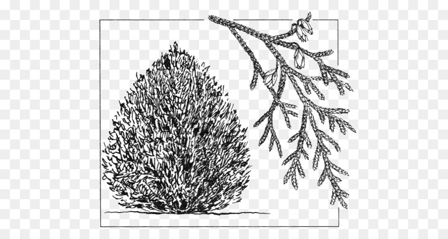 Arborvitae Gambar Semak gambar png