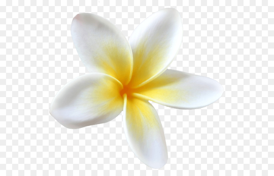 Bunga Plumeria，Mekar PNG