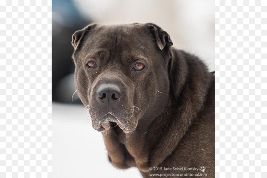 Oripei，Cane Corso PNG