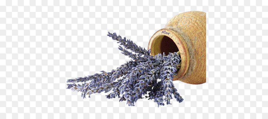 Lavender Inggris，Bunga PNG