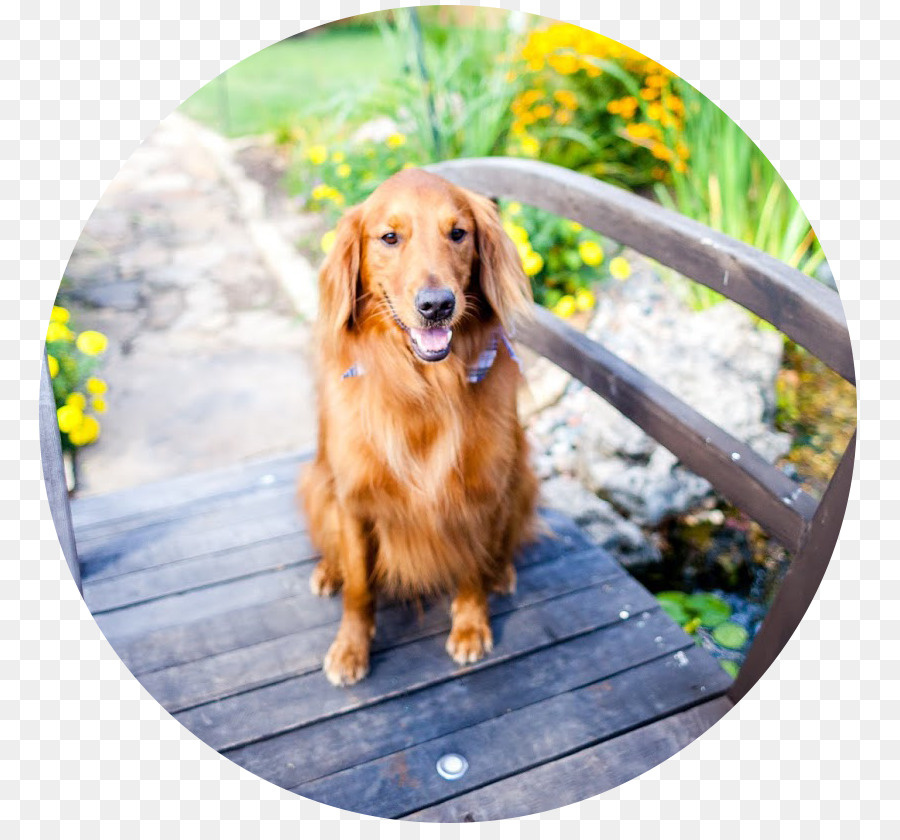 Golden Retriever，Nova Scotia Bebek Berdentang Retriever PNG