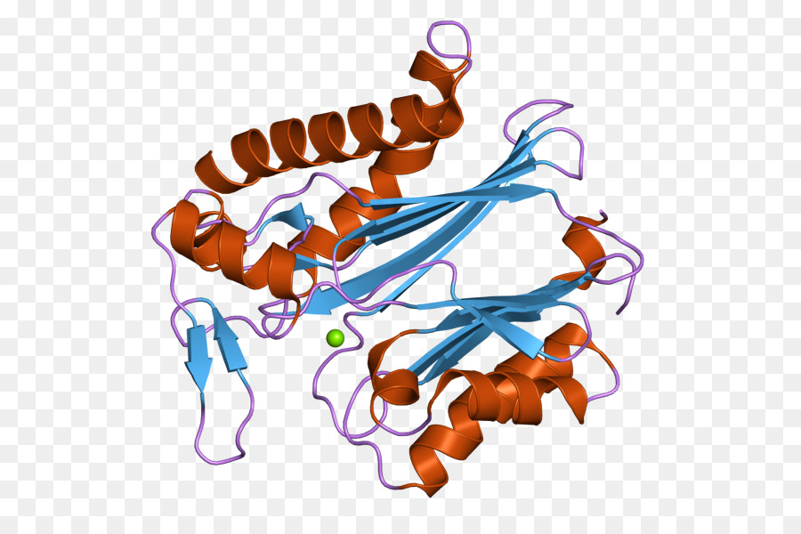 Ppm1k，Protein Fosfatase PNG