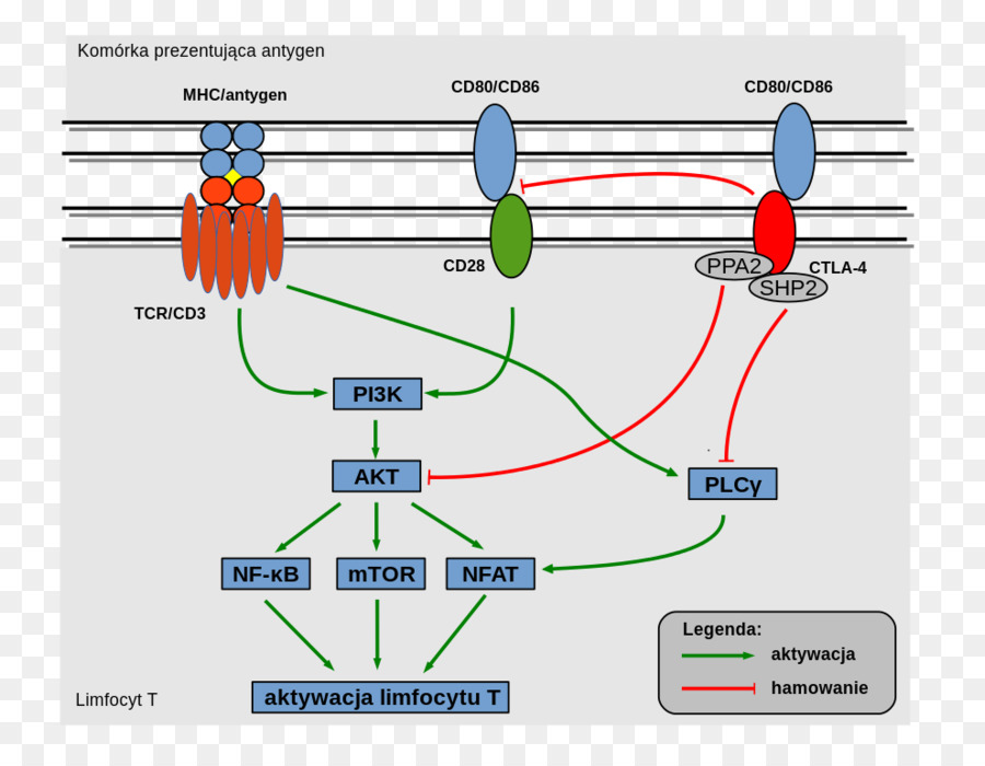 Ctla4，Tcell Reseptor PNG