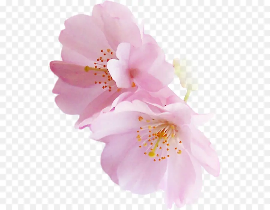 Blossom，Festival Nasional Sakura PNG