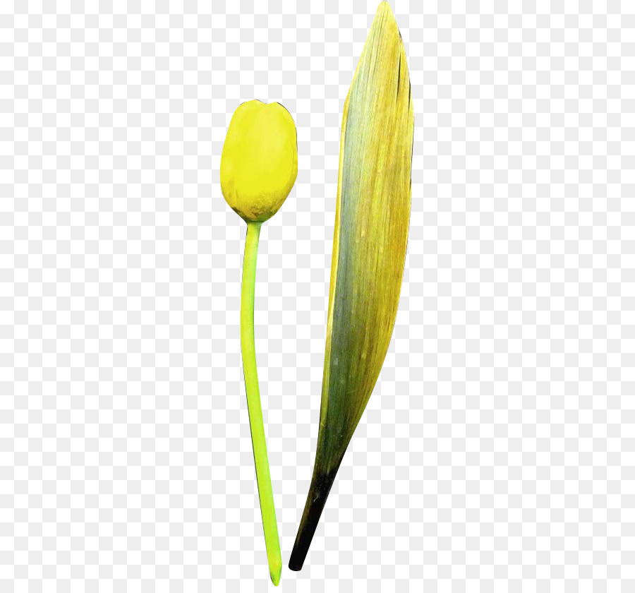 Tulip，Kelopak PNG