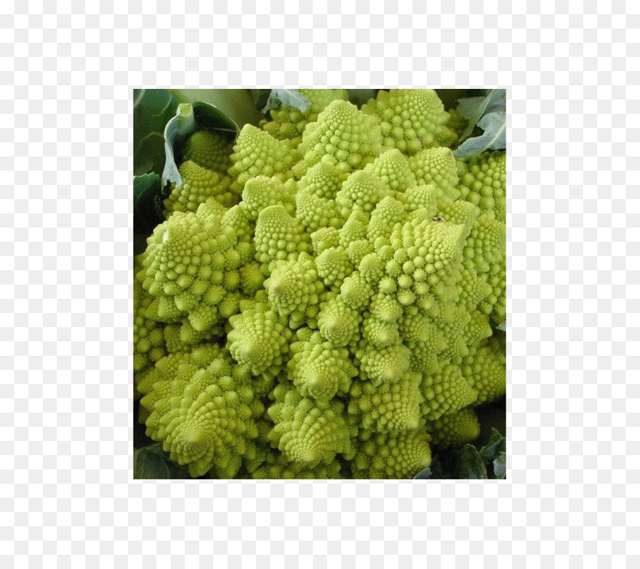 Romanesco，Brokoli PNG