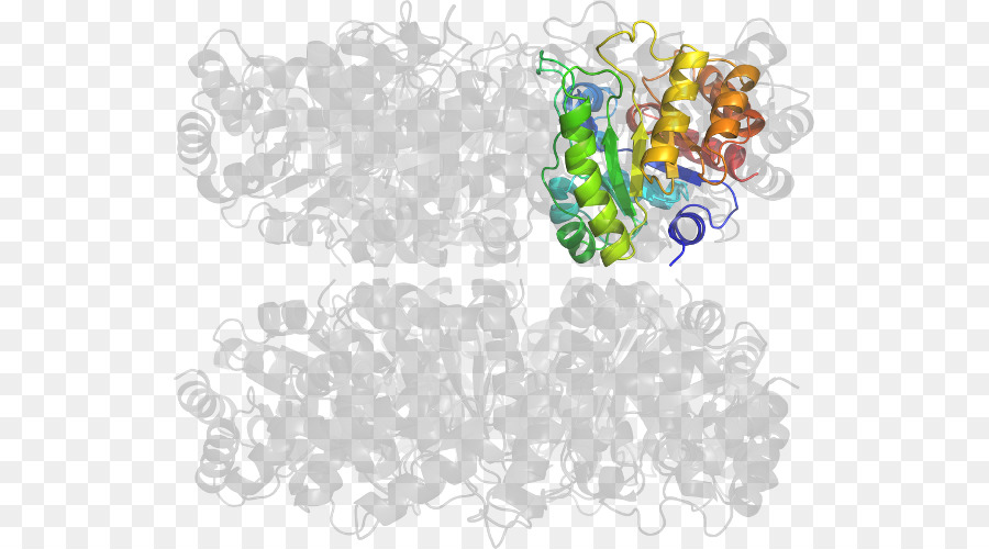 Struktur Protein，Molekul PNG