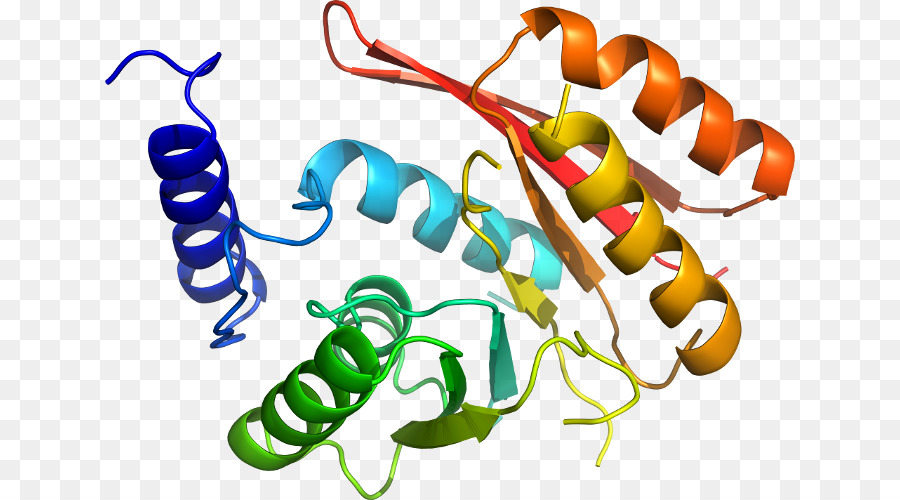 Struktur Protein，Molekul PNG