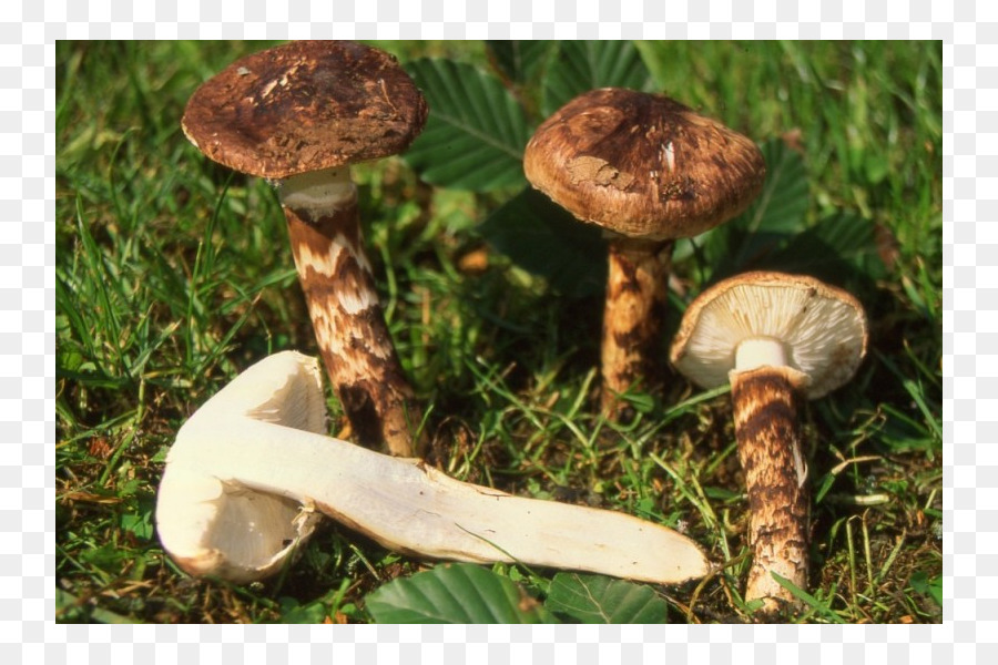 Jamur Yang Umum，Pleurotus Eryngii PNG