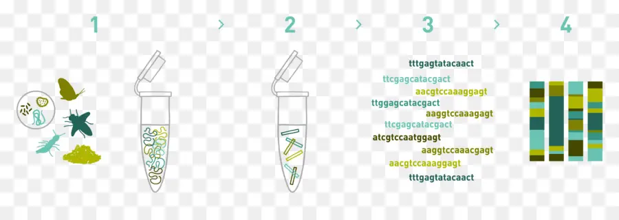 Urutan Dna，Genetika PNG