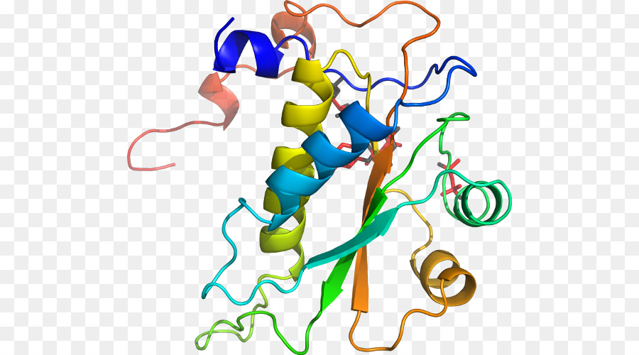 Struktur Protein，Molekul PNG