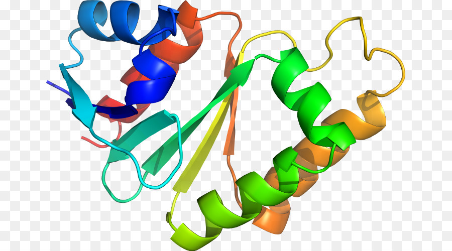 Struktur Protein，Molekul PNG