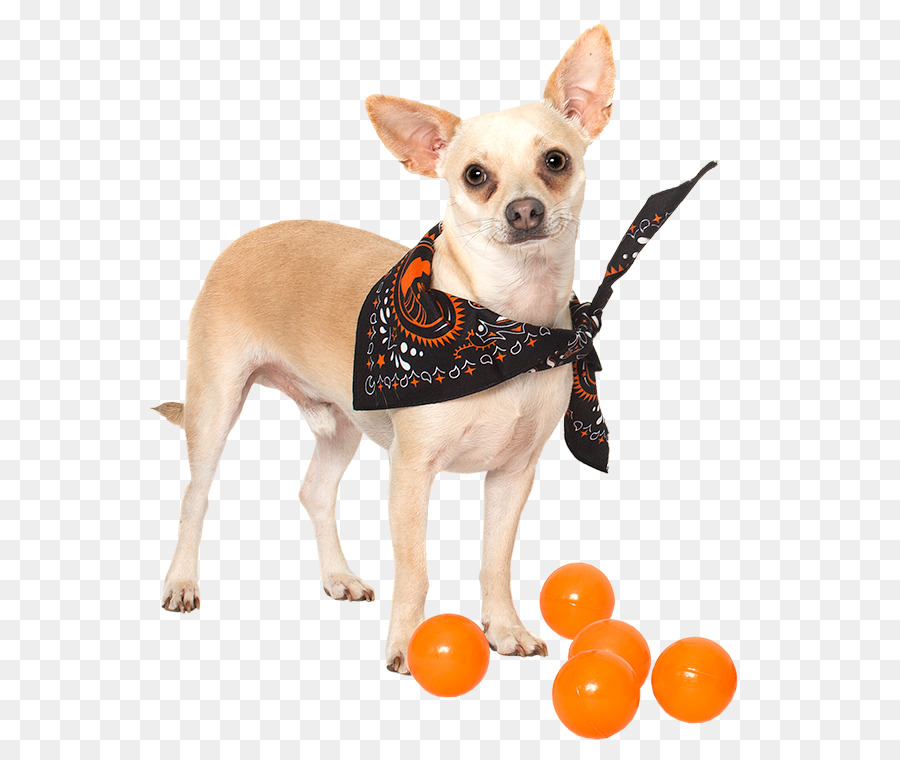 Chihuahua，Anjing Berkembang Biak PNG