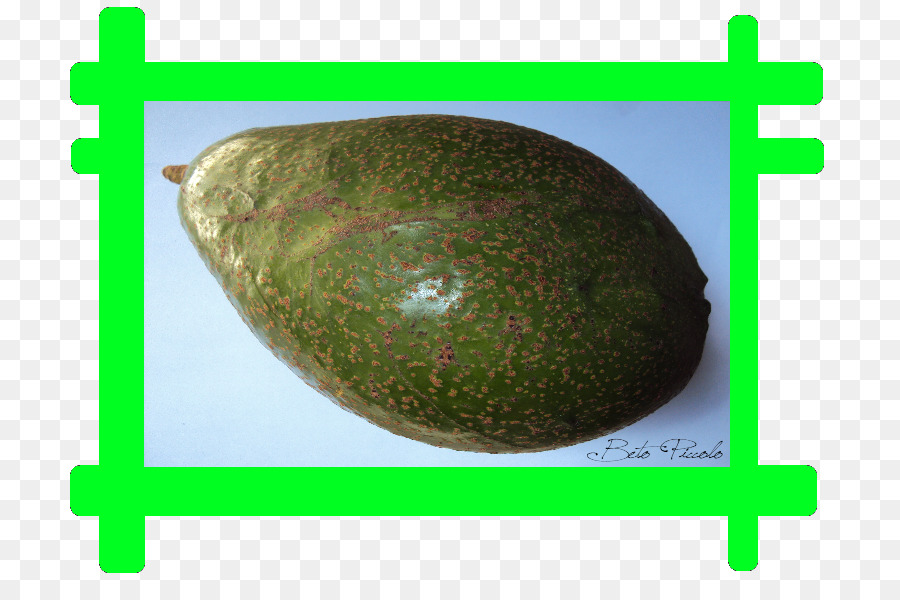 Melon，Buah PNG