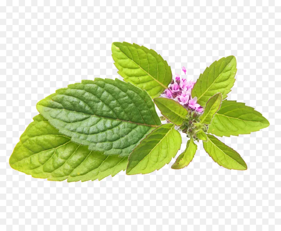 Peppermint，Mentha Spicata PNG