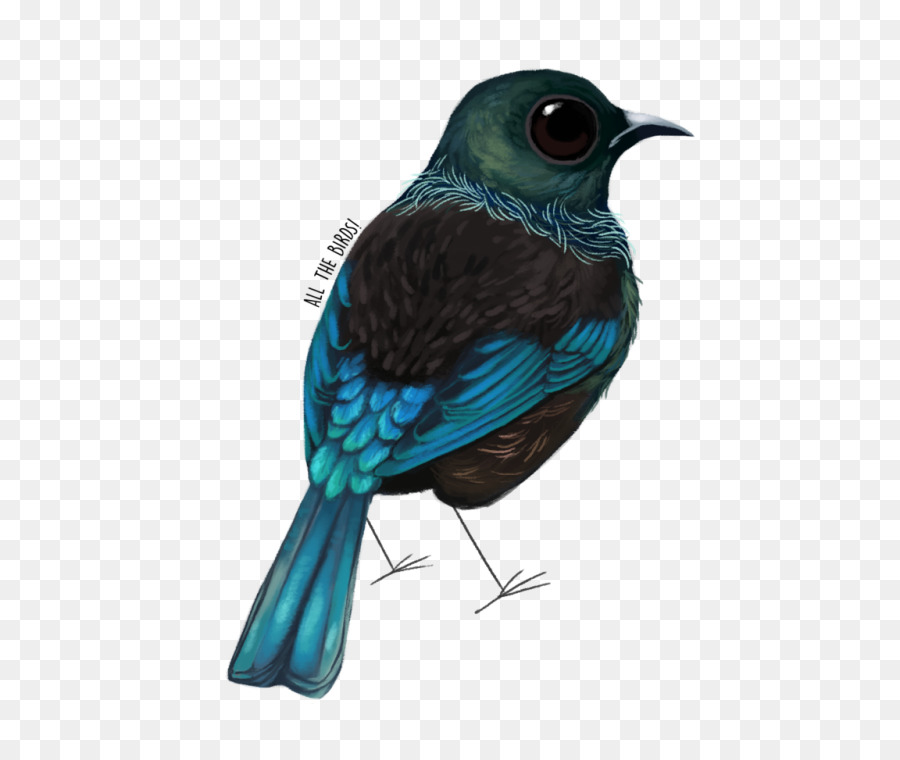 Tui，Burung PNG