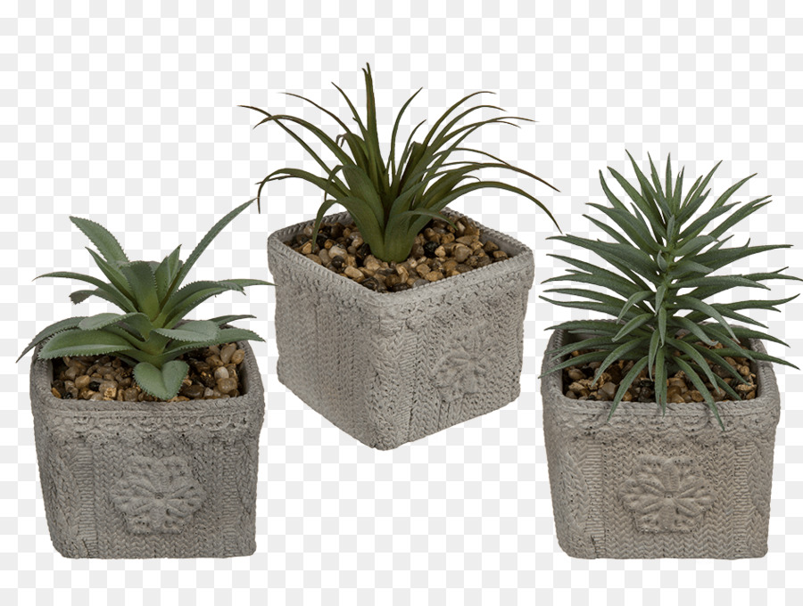 Pot Bunga，Cactaceae PNG