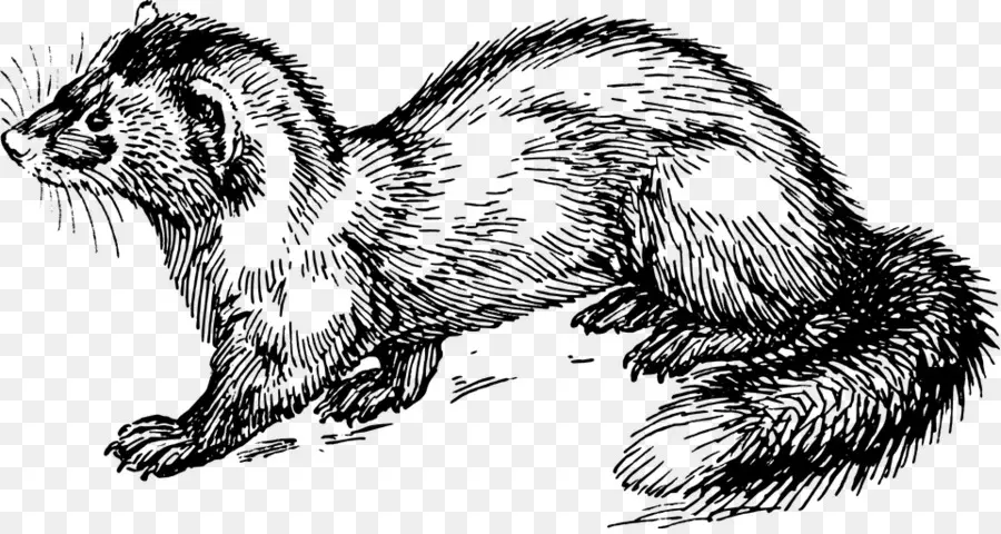 Gambar Musang Hitam Putih，Sketsa PNG