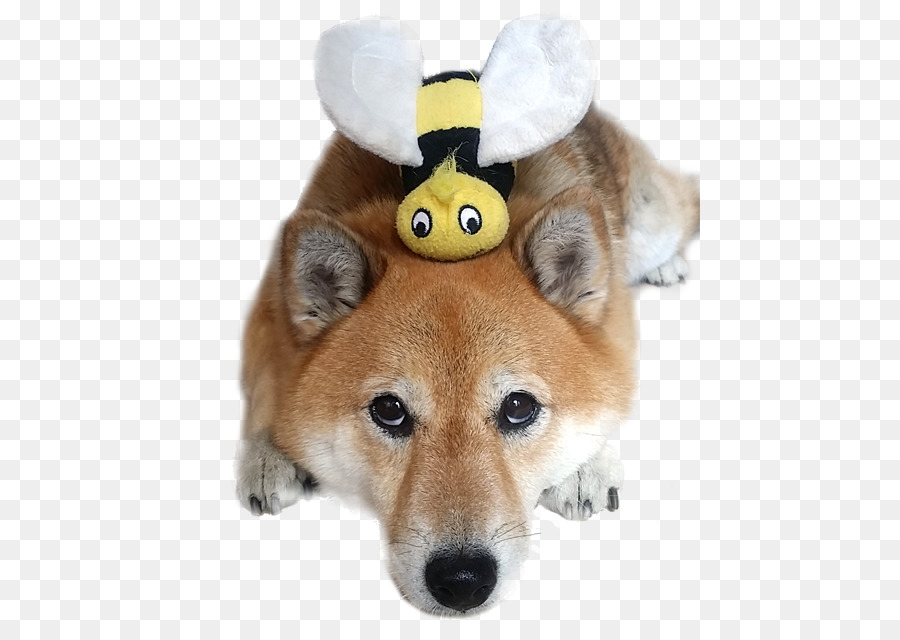 Shiba Inu，Spitz Finlandia PNG