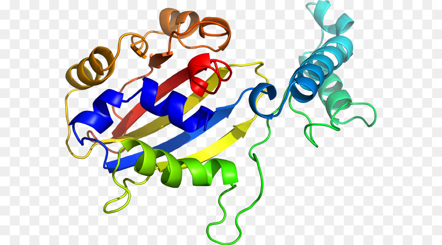 Struktur Protein，Biologi PNG