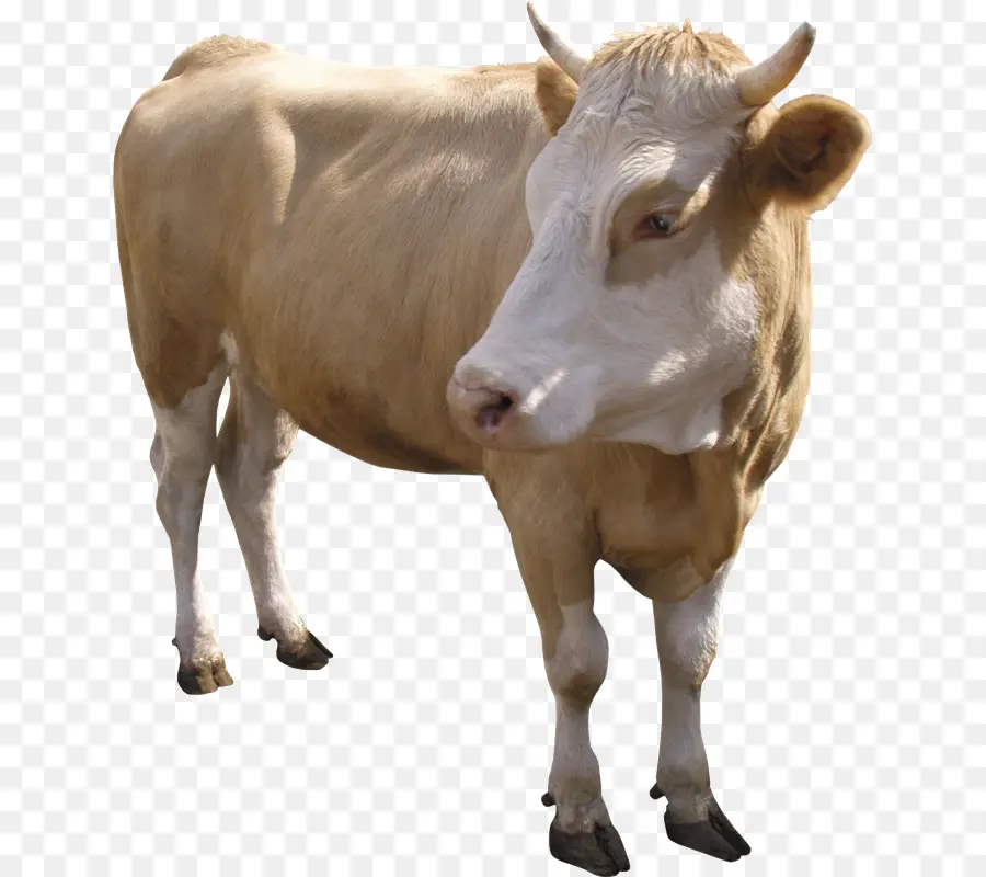 Sapi Coklat，Ternak PNG