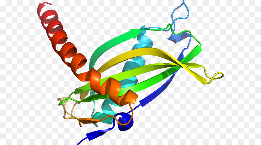 Struktur Protein，Molekul PNG